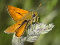 Fond d'écran Les Papillons - Un papillon de nuit