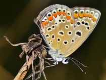 Fond d'écran Les Papillons - Un papillon de nuit