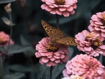 Fond d'écran Les Papillons - Papillon sur des fleurs roses