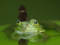 Fond d'écran Les Papillons - Grenouille et papillon