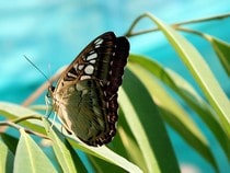 Fond d'écran Les Papillons - Un papillon sur une feuille