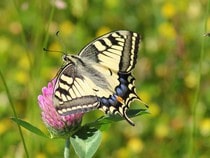Fond d'écran Les Papillons - Un Machaon sur une fleur