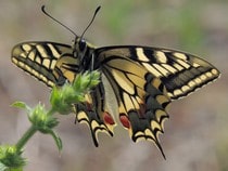 Fond d'écran Les Papillons - Un papillon Machaon