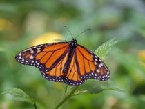 Fond d'écran Les Papillons - Un papillon Monarque