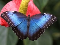 Fond d'écran Les Papillons - Un papillon Morpho bleu
