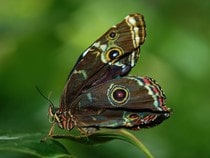 Fond d'écran Les Papillons - Un papillon Morpho