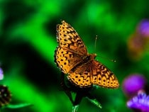 Fond d'écran Les Papillons - Un papillon orange Tabac d'Espagne