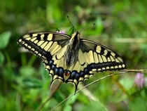 Fond d'écran Les Papillons - Un papillon Queue d'Aronde