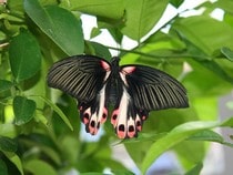 Fond d'écran Les Papillons - Un papillon rose et noir