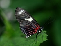 Fond d'écran Les Papillons - Un papillon Rumanzovia