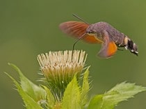 Fond d'écran Les Papillons - Un Sphinx-colibri ou Moro-sphinx