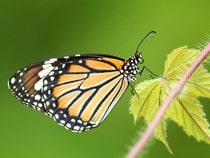 Fond d'écran Les Papillons - Un papillon Tigre sur une feuille