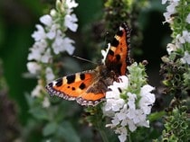 Fond d'écran Les Papillons - Un papillon Tortue