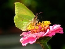 Fond d'écran Les Papillons - Un papillon vert