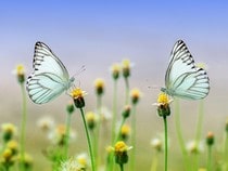 Fond d'écran Les Papillons - Deux papillons blancs