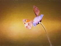 Fond d'écran Les Papillons - Duo de papillons sur une fleur