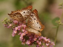 Fond d'écran Les Papillons - Papillons sur une fleur