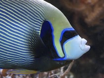 Fond d'écran Les Poissons et Aquarium - Un poisson Ange-empereur