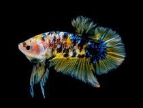 Fond d'écran Les Poissons et Aquarium - Un poisson Betta jaune