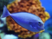 Fond d'écran Les Poissons et Aquarium - Un poisson bleu