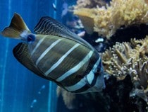 Fond d'écran Les Poissons et Aquarium - Un poisson rayé bleu