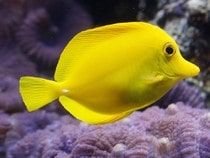 Fond d'écran Les Poissons et Aquarium - Un poisson-citron