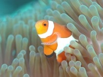 Fond d'écran Les Poissons et Aquarium - Un poisson-clown