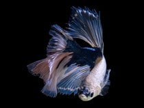 Fond d'écran Les Poissons et Aquarium - Un poisson Combattant blanc et bleu