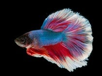 Fond d'écran Les Poissons et Aquarium - Un poisson Combattant rouge et bleu