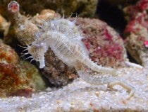 Fond d'écran Les Poissons et Aquarium - Un couple d'hippocampes