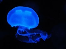 Fond d'écran Les Poissons et Aquarium - Une méduse bleue