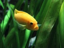 Fond d'écran Les Poissons et Aquarium - Un poisson orange