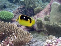 Fond d'écran Les Poissons et Aquarium - Un poisson-papillon