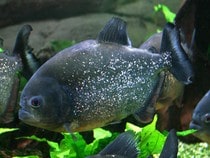 Fond d'écran Les Poissons et Aquarium - Un piranha