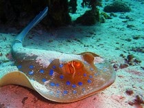 Fond d'écran Les Poissons et Aquarium - Une raie tachetée