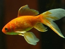 Fond d'écran Les Poissons et Aquarium - Un poisson rouge