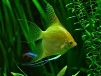 Fond d'écran Les Poissons et Aquarium - Un poisson Scalaire jaune