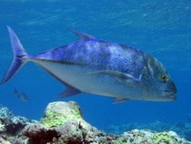 Fond d'écran Les Poissons et Aquarium - Un poisson-trevally