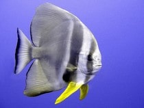 Fond d'écran Les Poissons et Aquarium - Un poisson tropical