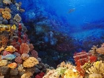 Fond d'écran Les Poissons et Aquarium - Poissons et corail