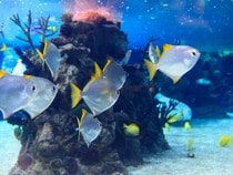 Fond d'écran Les Poissons et Aquarium - Un banc de poissons