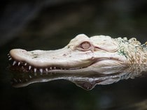 Fond d'écran Les Reptiles - Un alligator albinos