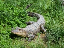 Fond d'écran Les Reptiles - Un alligator dans l'herbe