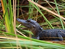 Fond d'écran Les Reptiles - Un alligator