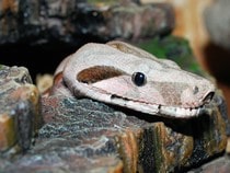 Fond d'écran Les Reptiles - Un boa constrictor, un serpent