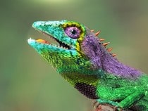 Fond d'écran Les Reptiles - Un caméléon tout en couleurs