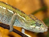 Fond d'écran Les Reptiles - Un caméléon