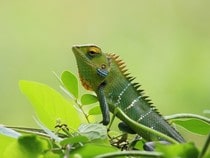 Fond d'écran Les Reptiles - Un caméléon tout en vert