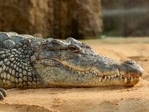 Fond d'écran Les Reptiles - Un crocodile du Nil