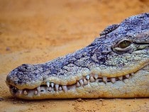 Fond d'écran Les Reptiles - Une tête de crocodile